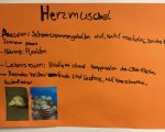 Plakat Herzmuschel
