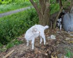 Schatzsuche „Tiere“